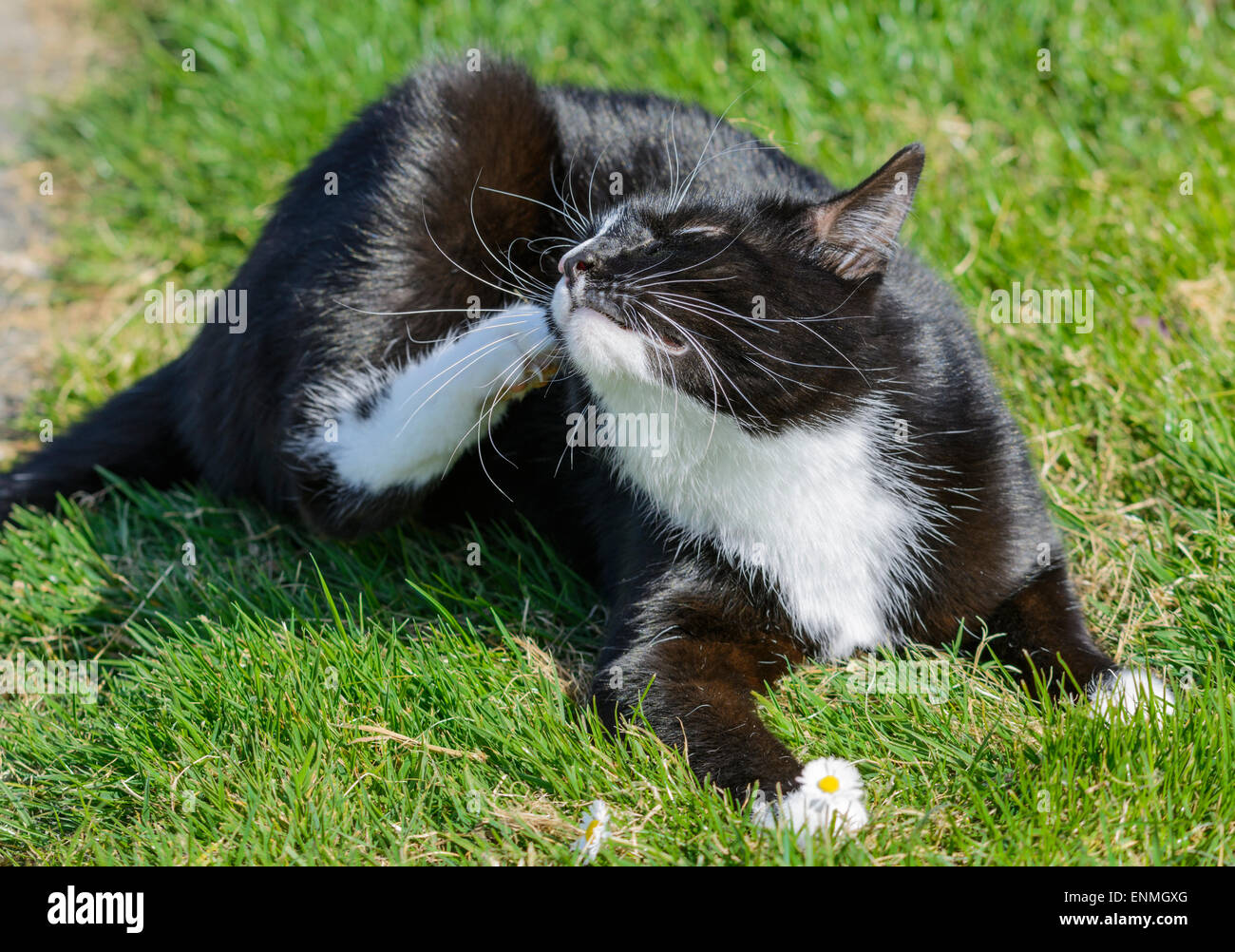 Le noir et blanc chat domestique pose dans l'herbe l'éraflure. Banque D'Images