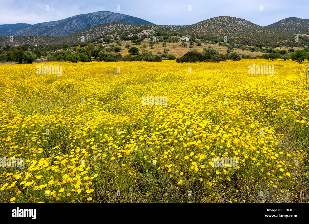 Prairie de fleurs jaunes avec des montagnes derrière, Grèce Banque D'Images