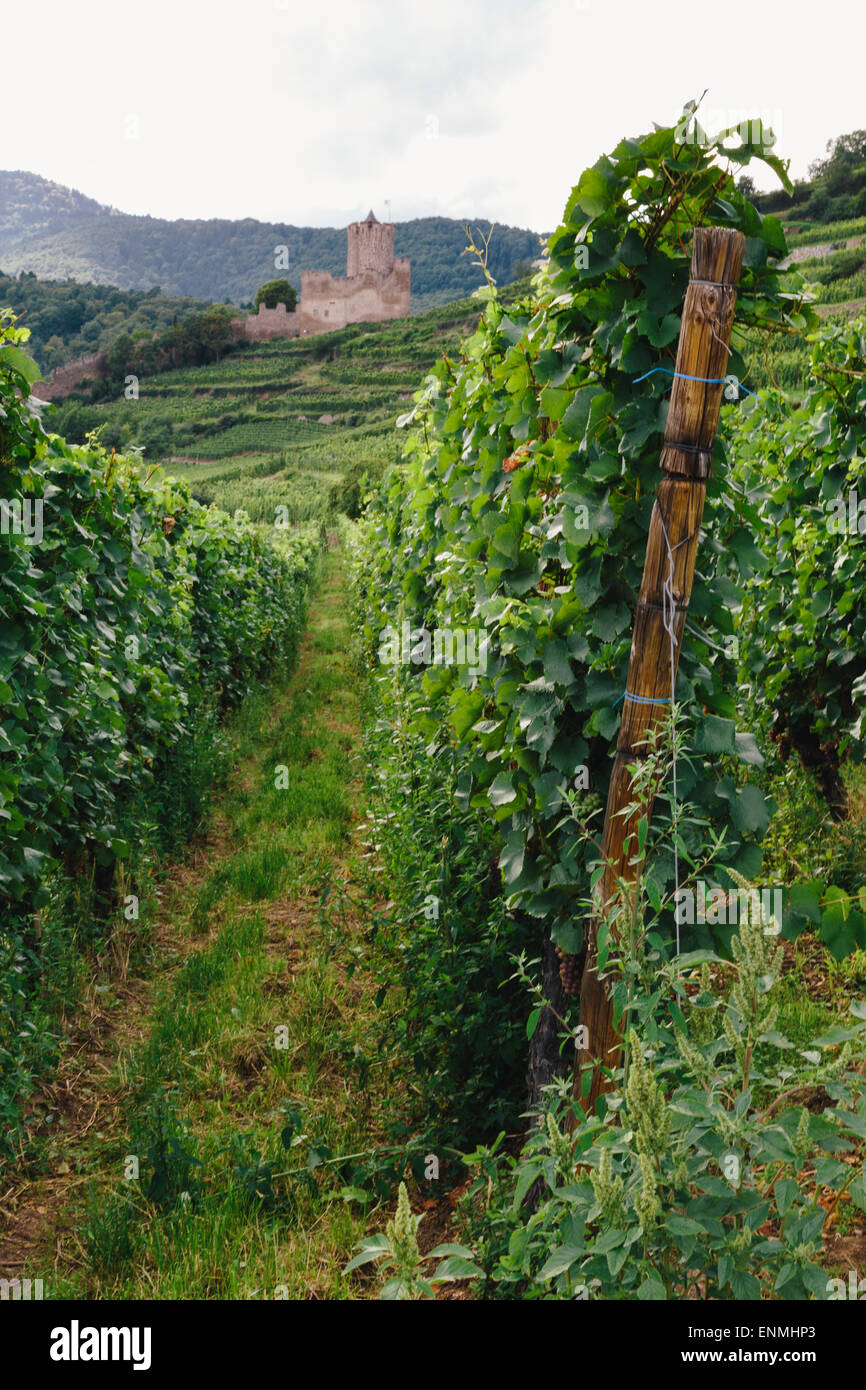 Vignes au-dessus de Kaysersberg, Alsace, France, avec des ruines du château de Schlossberg à distance Banque D'Images