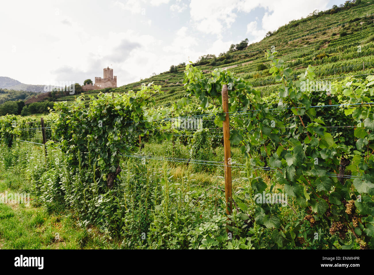 Vignes au-dessus de Kaysersberg, Alsace, France, avec des ruines du château de Schlossberg à distance Banque D'Images