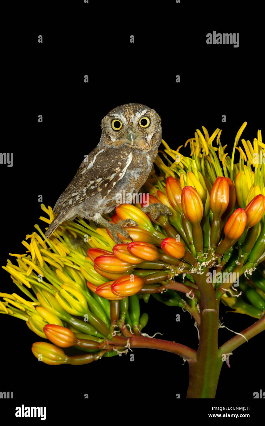 Owl Micrathene whitneyi Elf Tucson, Arizona, United States 3 mai des profils Strigidae Banque D'Images
