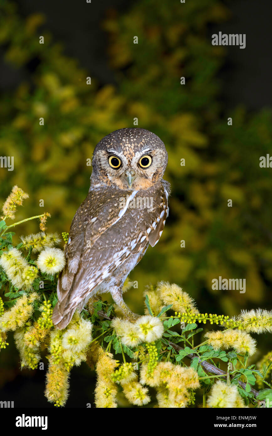 Owl Micrathene whitneyi Elf Tucson, Arizona, United States 3 mai des profils Strigidae Banque D'Images