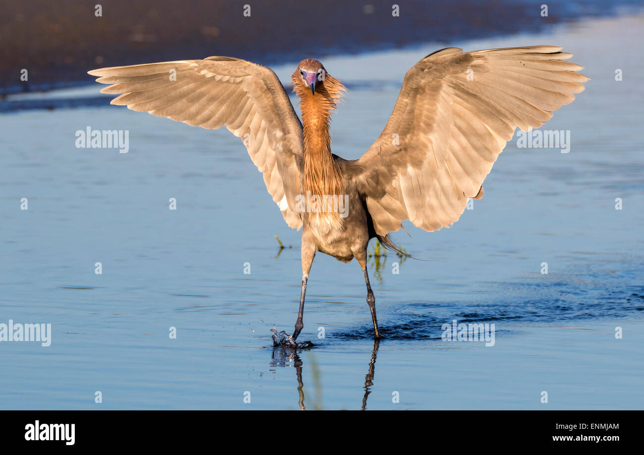 Aigrette garzette (Egretta rufescens rougeâtre) la chasse en marais salé au lever du soleil, Galveston, Texas, États-Unis. Banque D'Images