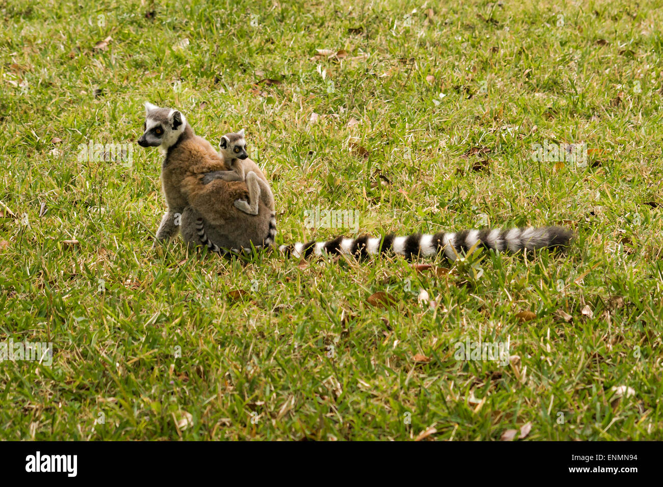 Mère et bébé ring-tailed Lemur catta (lémuriens, maki mococo) dans leur environnement naturel. Banque D'Images
