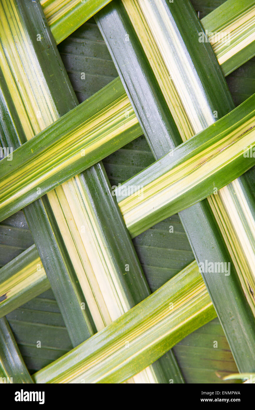 Green palm tree leaf grille Banque D'Images