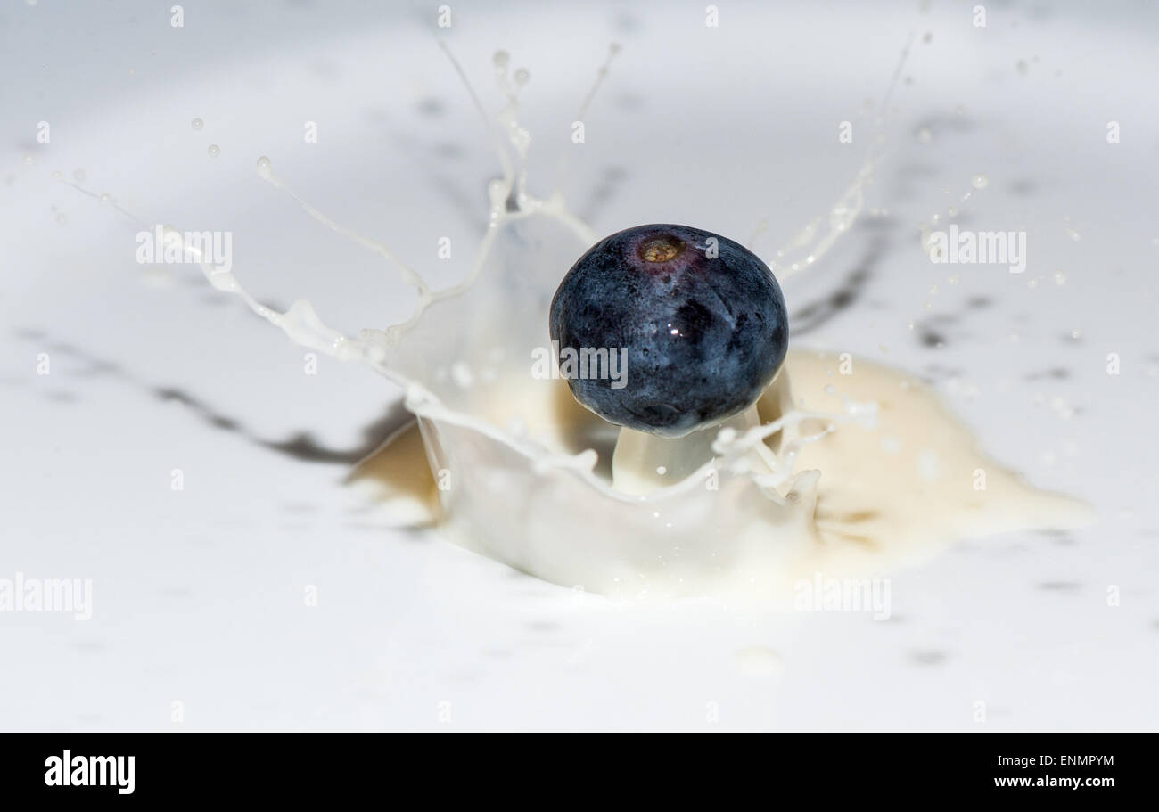 (Vaccinium corymbosum) projections dans le lait London UK Banque D'Images