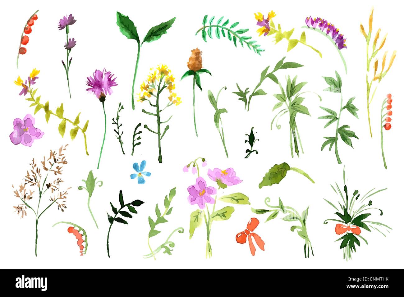 Collection de fleurs sauvages. Les illustrations à l'aquarelle Illustration de Vecteur