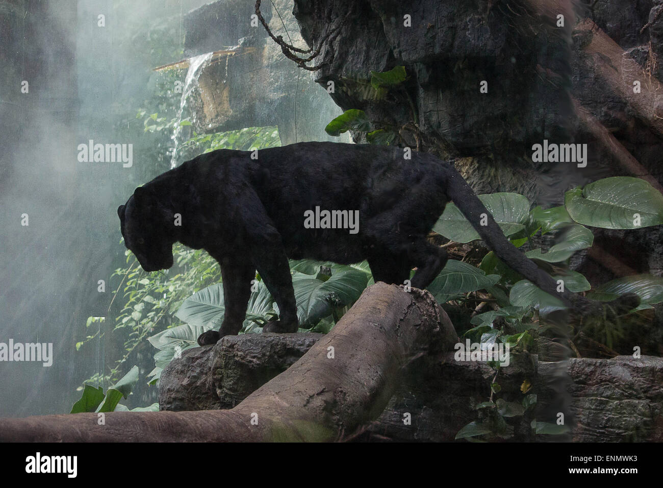 Le précipice- une panthère noire s'interroge sur le profond au-dessous de son haut perchoir rocheux au zoo du Bronx NY big cats enclosure Banque D'Images