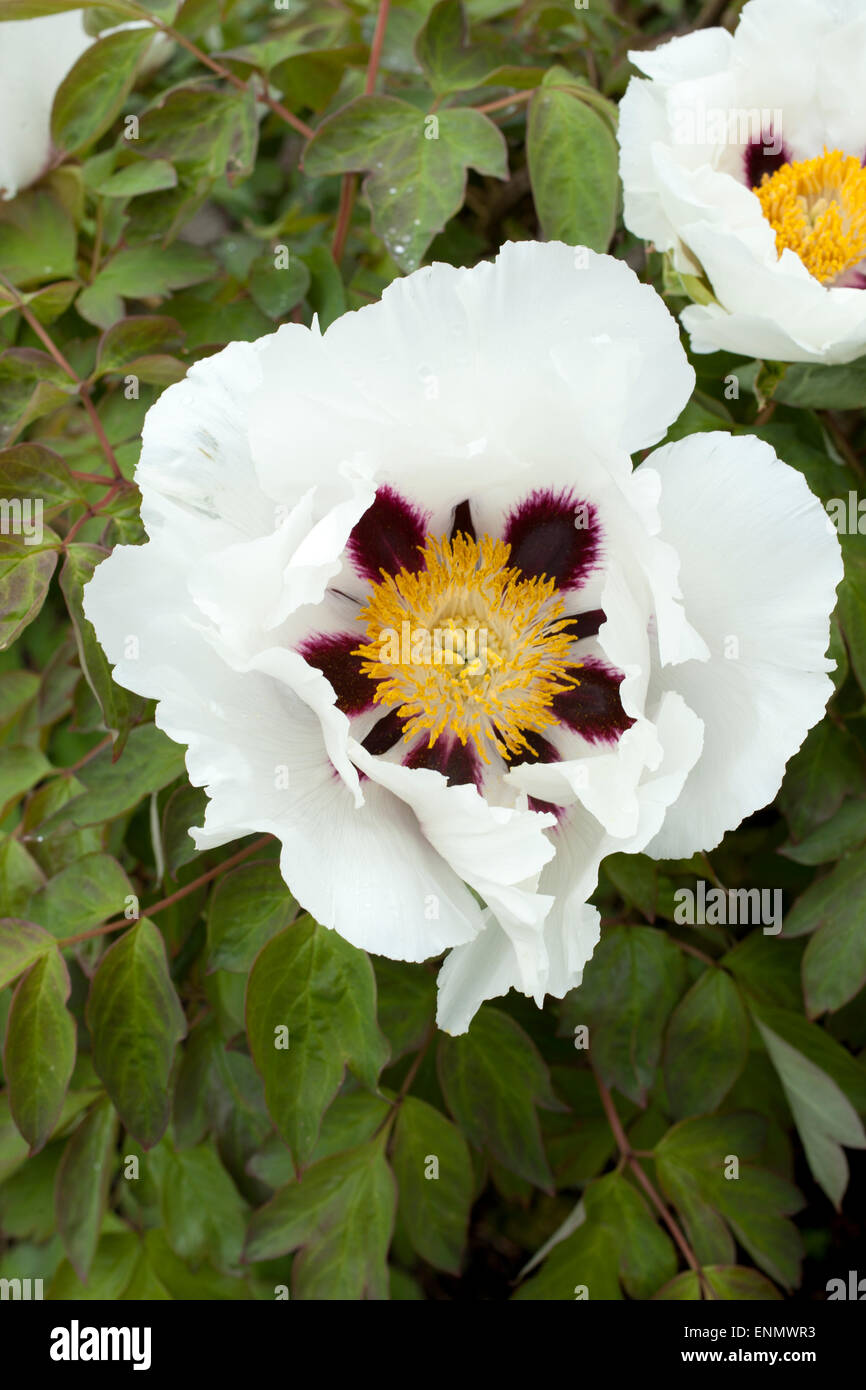 Rock's peony Paeonia rockii dans une frontière à RHS Garden Rosemoor un jour de printemps. Banque D'Images