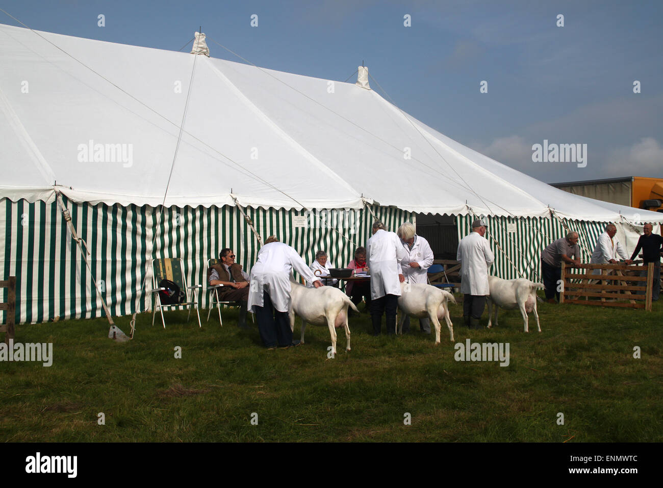 La chèvre blanche à Egton Saanan Salon de l'agriculture dans le Yorkshire du Nord Banque D'Images