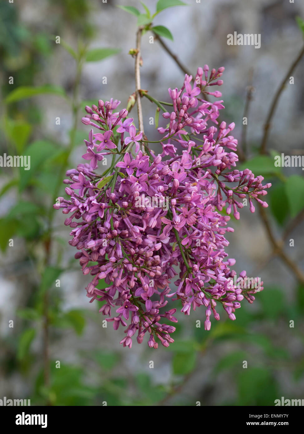 Syringa x persica Banque D'Images