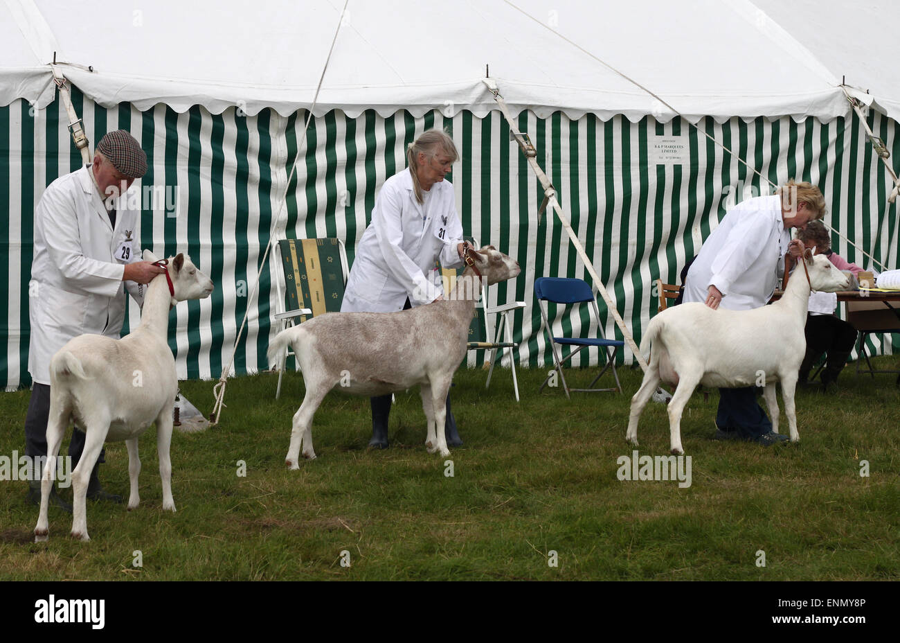 Chèvres Saanan britannique étant jugé au Salon de l'agriculture Egton dans Yorkshire du Nord Banque D'Images