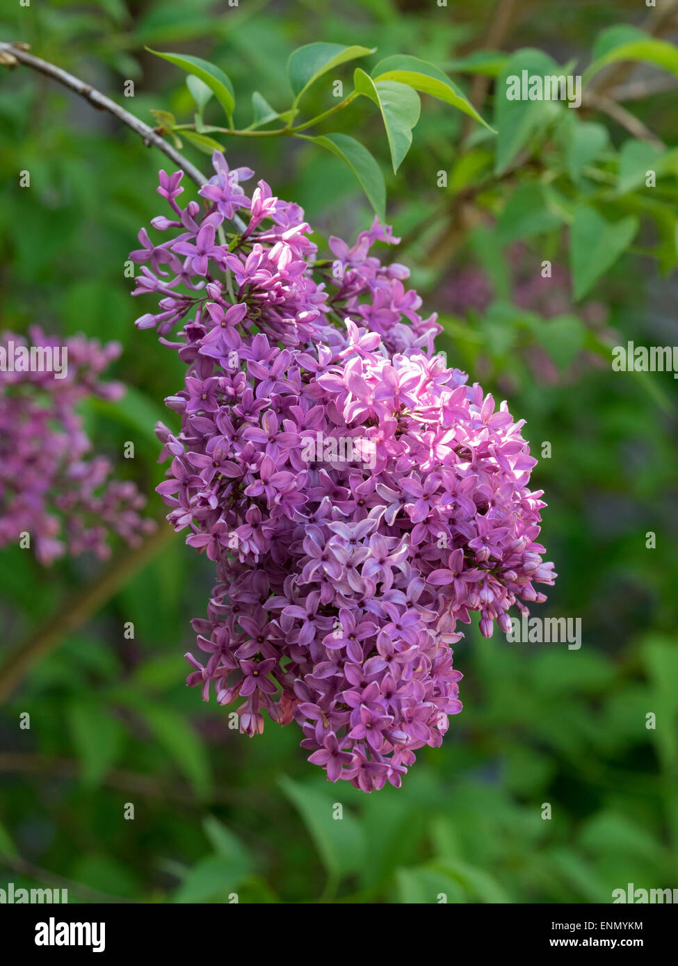 Syringa x persica Banque D'Images