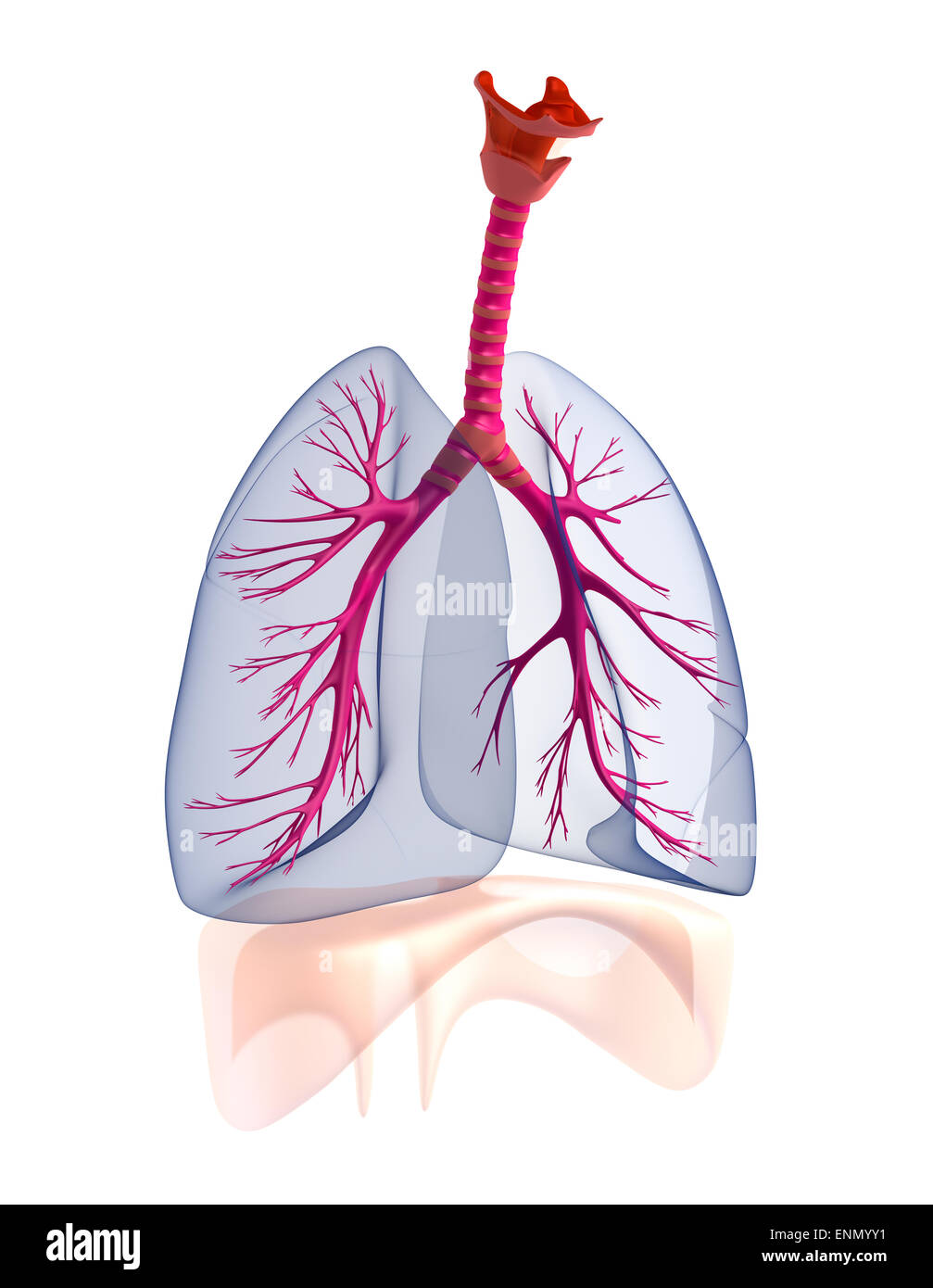 Les poumons humains transparente de l'anatomie. Banque D'Images