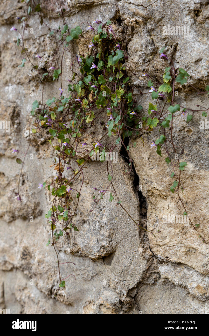 Royaume-uni, Angleterre, Oxford. La préservation historique. Les mauvaises herbes poussent dans les fissures de murs de ville, desserrant de mortier et de saper la stabilité. Banque D'Images