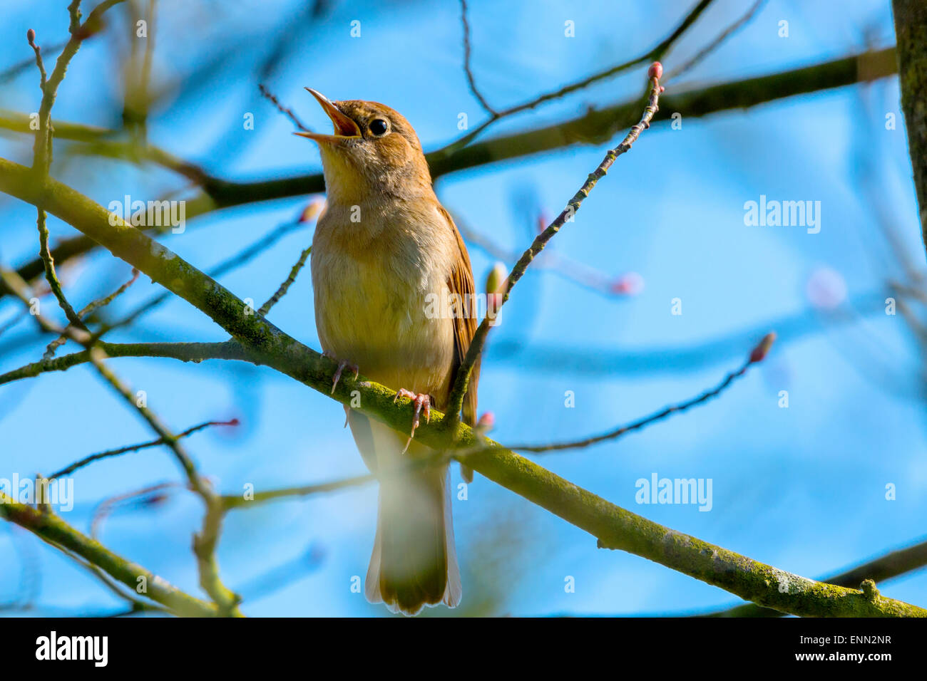 Nightingale uk Banque D'Images