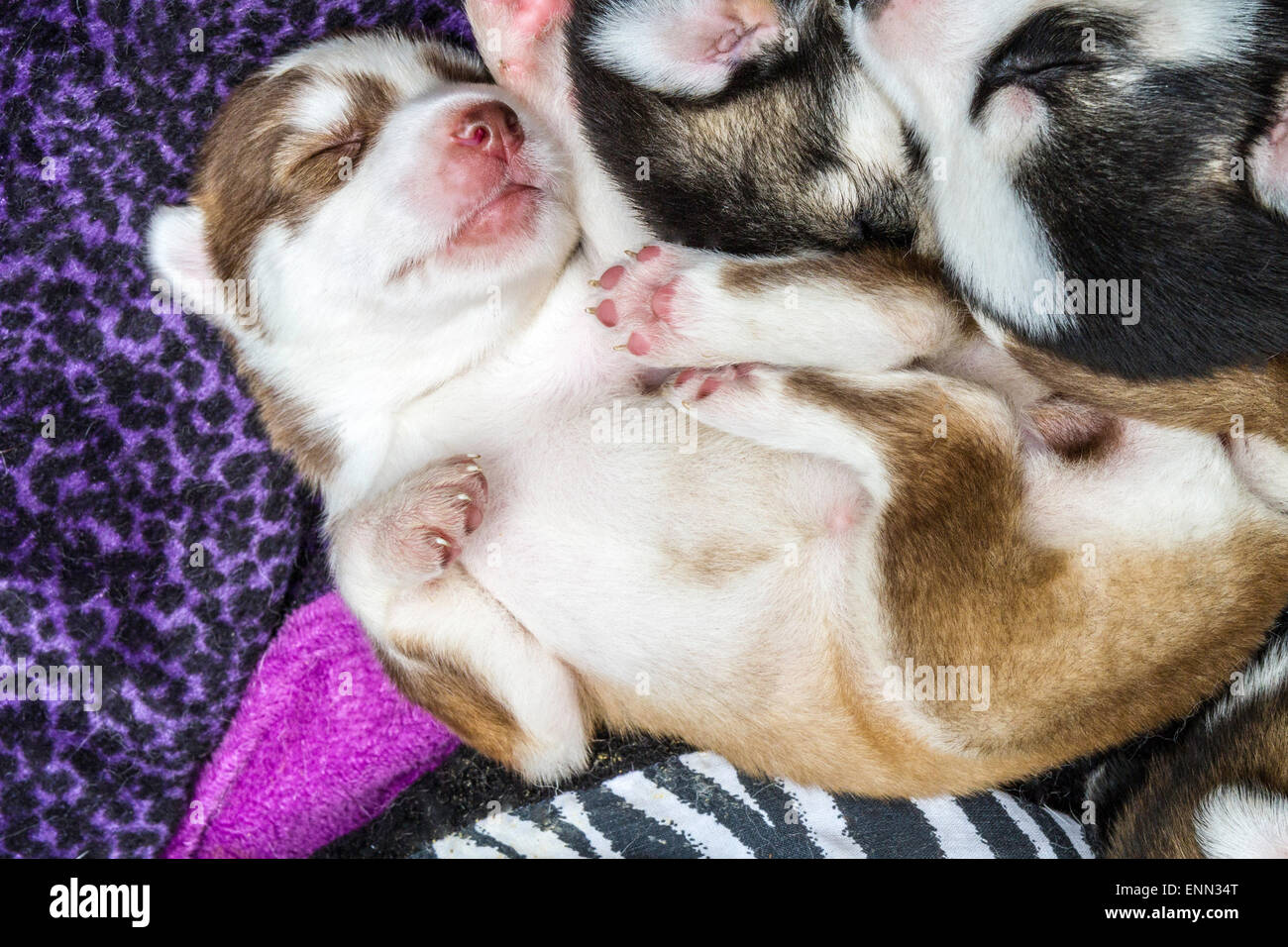 Deux vieux Sleepy semaine husky chiots avec leurs adorables petits visages Banque D'Images