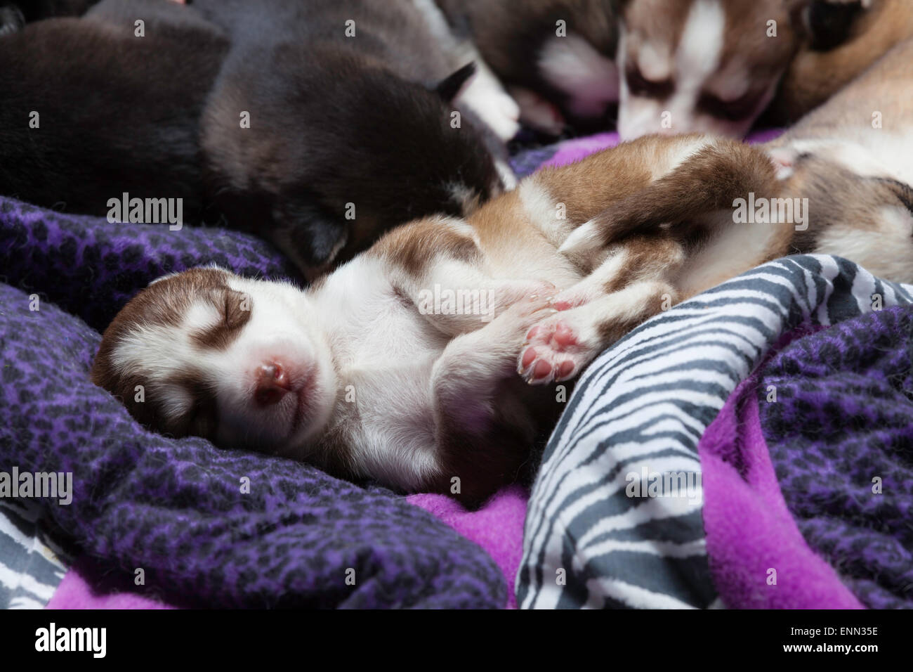 Deux vieux Sleepy semaine husky chiots avec leurs adorables petits visages Banque D'Images