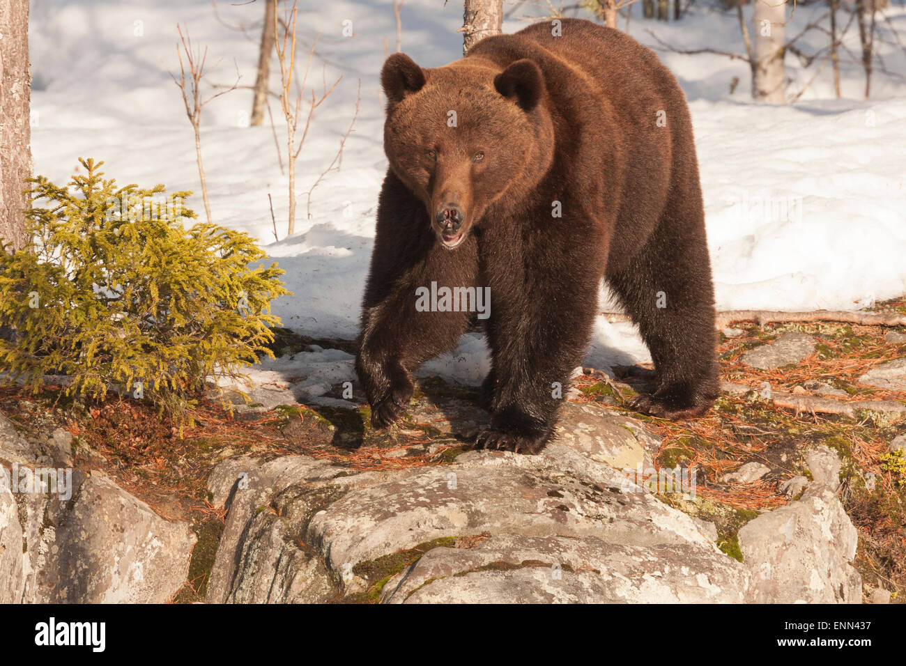 L'ours brun européen, Ursus arctos arctos, au cours des mois de printemps, en Finlande. Banque D'Images