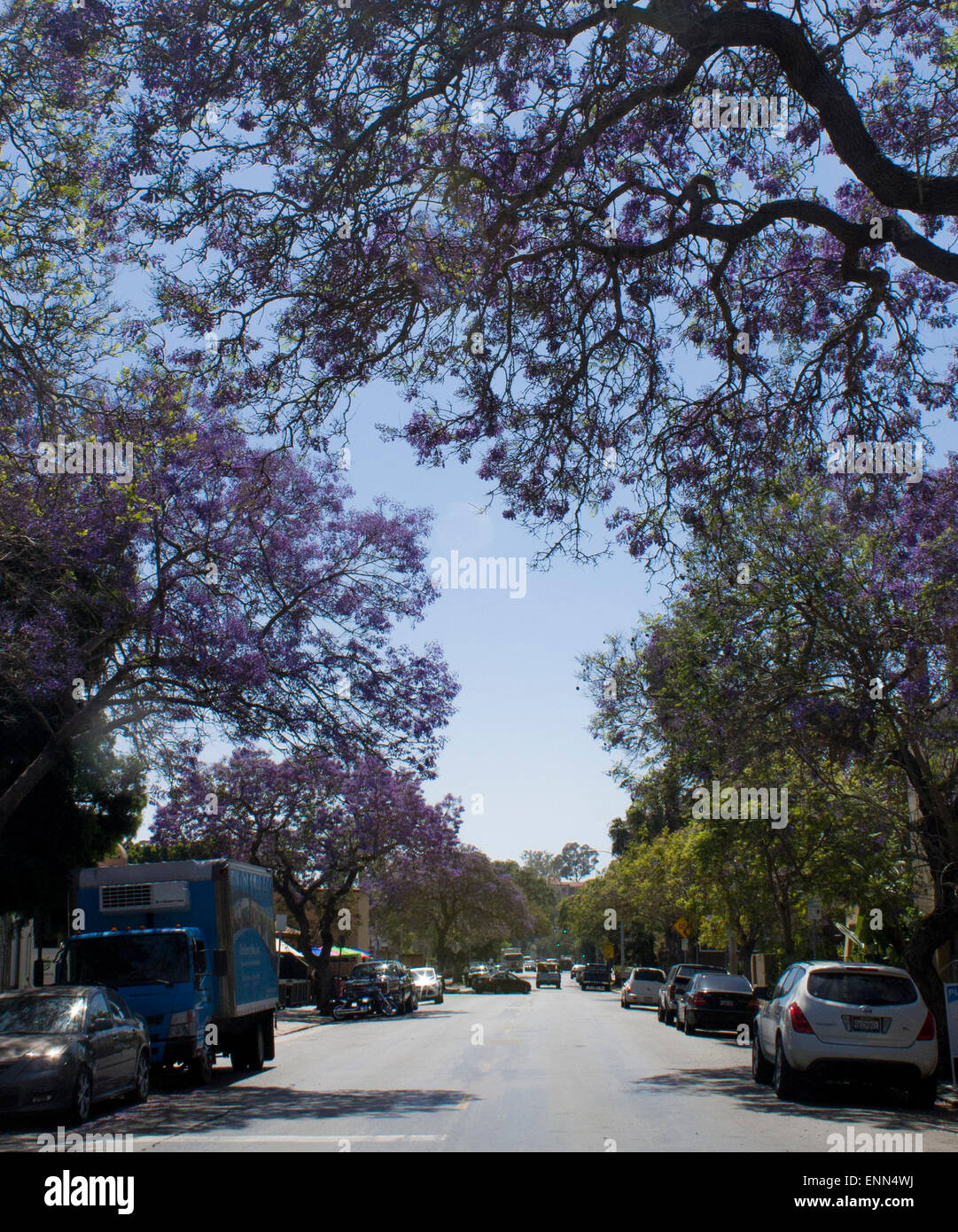 Jacarandas en fleurs sur une rue de la ville Banque D'Images