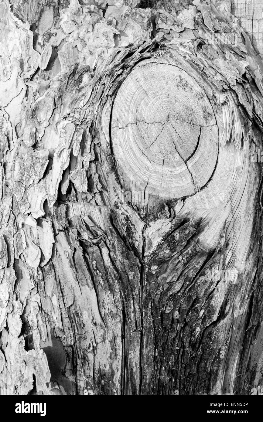 Nœud de l'arbre montrant repères de découpe en noir et blanc Banque D'Images