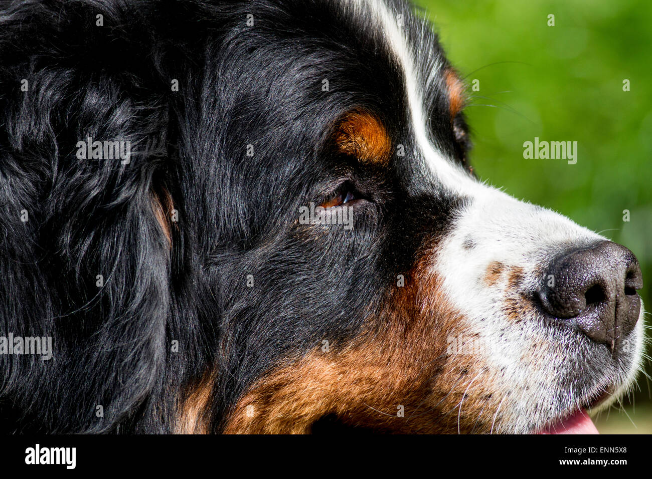 Bernese Mountain Dog Head Banque D'Images