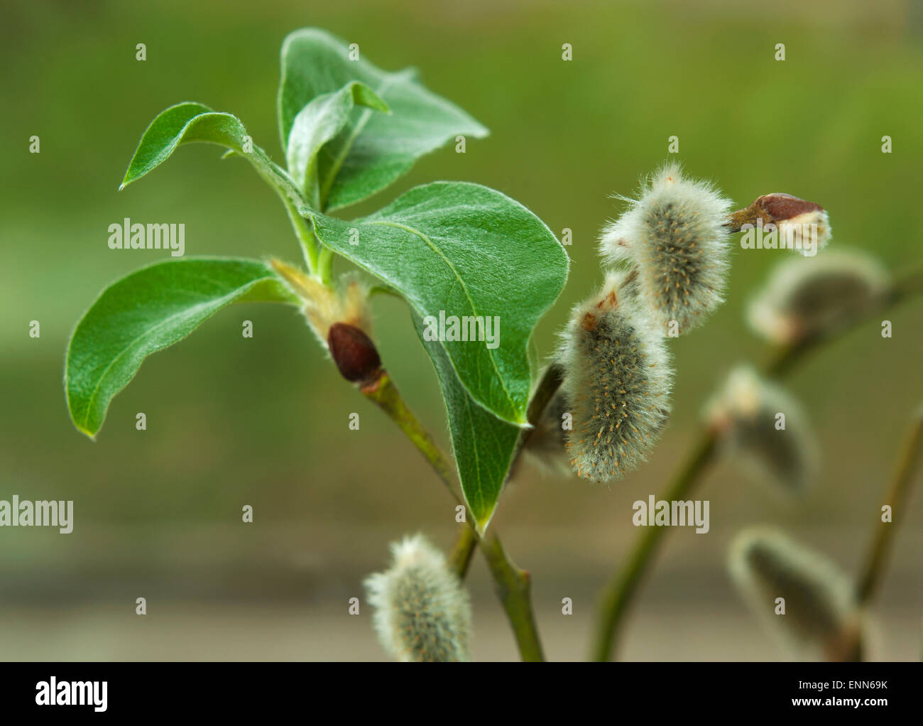 Blossoming branche d'un saule (Salix alba L.) Banque D'Images
