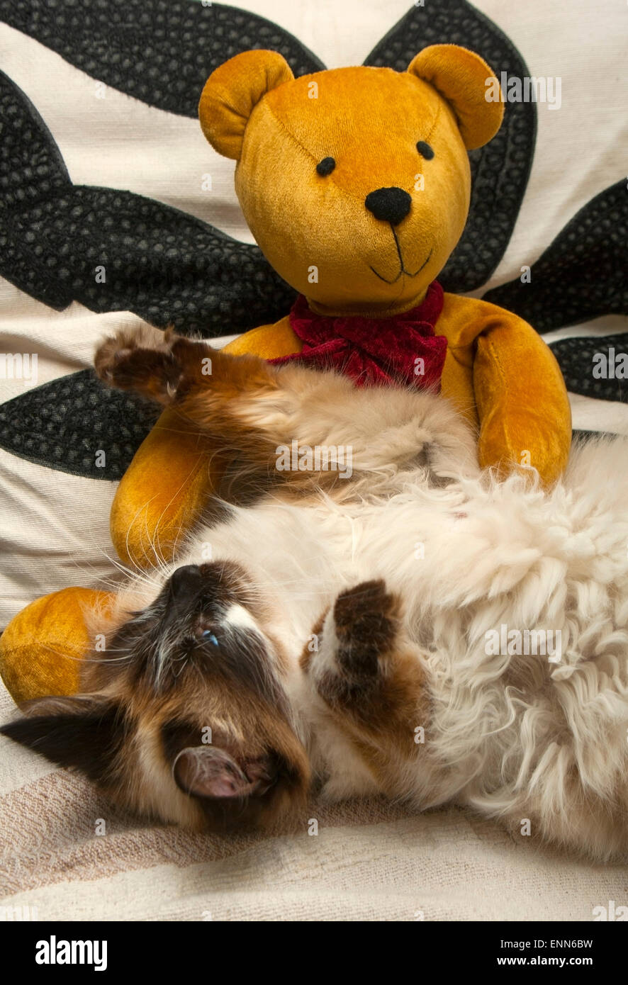 Le chat joue avec le jouet-ours. Banque D'Images