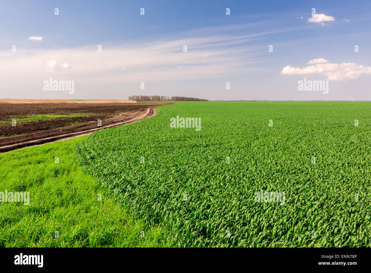 Champ vert sous ciel bleu avec la route de la terre Banque D'Images