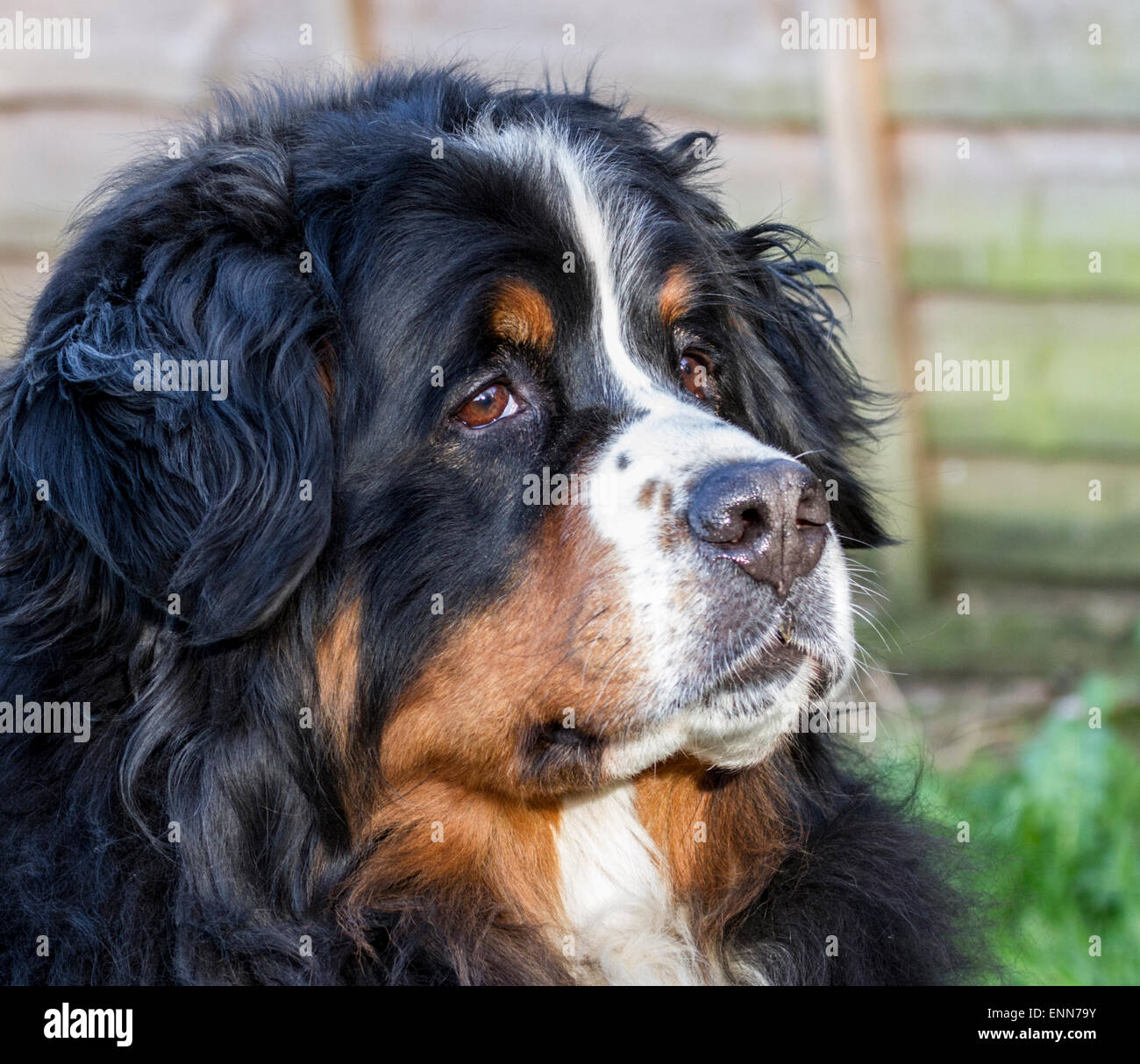 Bernese Mountain Dog Head Banque D'Images