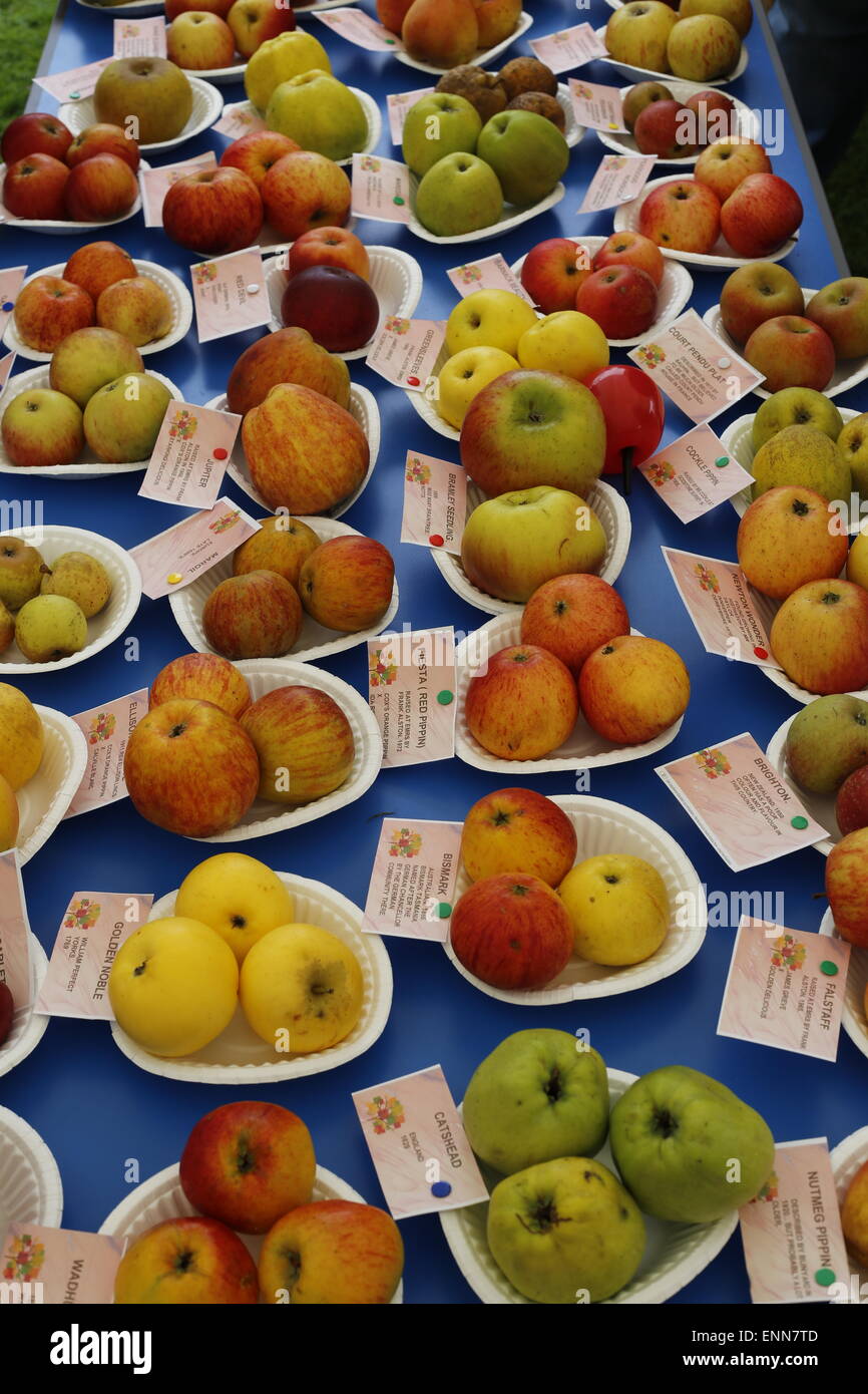 Pommes de diverses couleurs et tailles arrangées sur assiettes en papier sur les tables à un country fair Banque D'Images