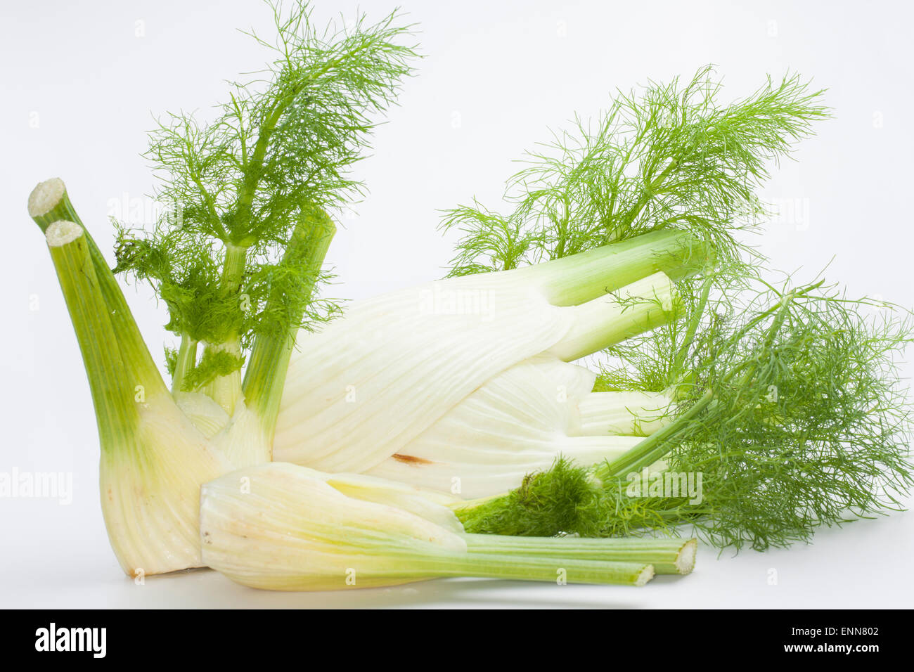 Le fenouil, fenouil doux, fenouil, Florence, Knollen-Fenchel Gemüse-Fenchel Fenchel,, Foeniculum vulgare, Foeniculum officinale Banque D'Images