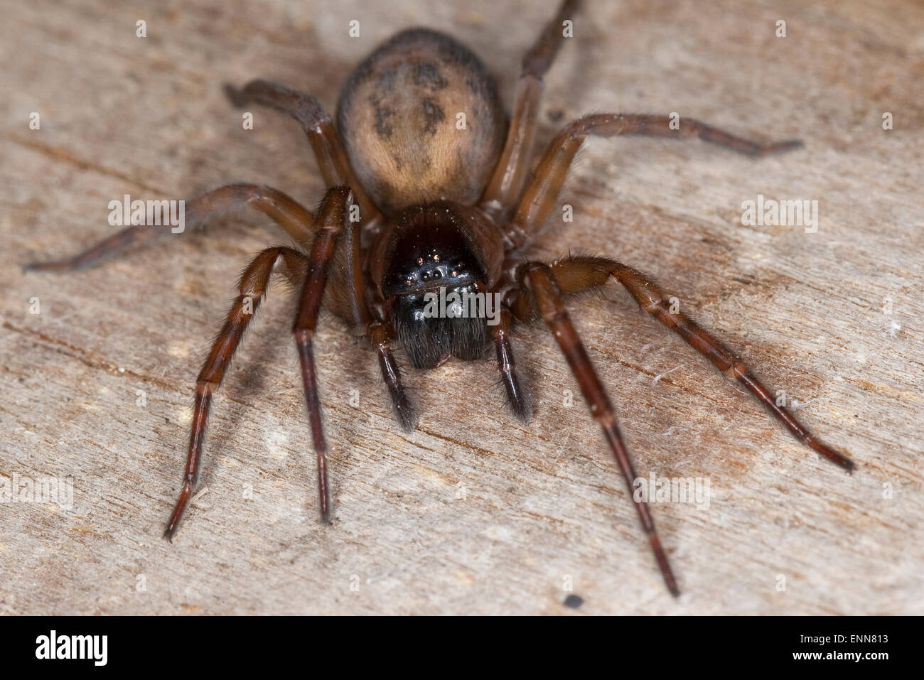 Lace weaver spider, araignée des maisons, femme Fensterspinne Finsterspinne,,, Kellerspinne Weibchen, Amaurobius similis, Banque D'Images