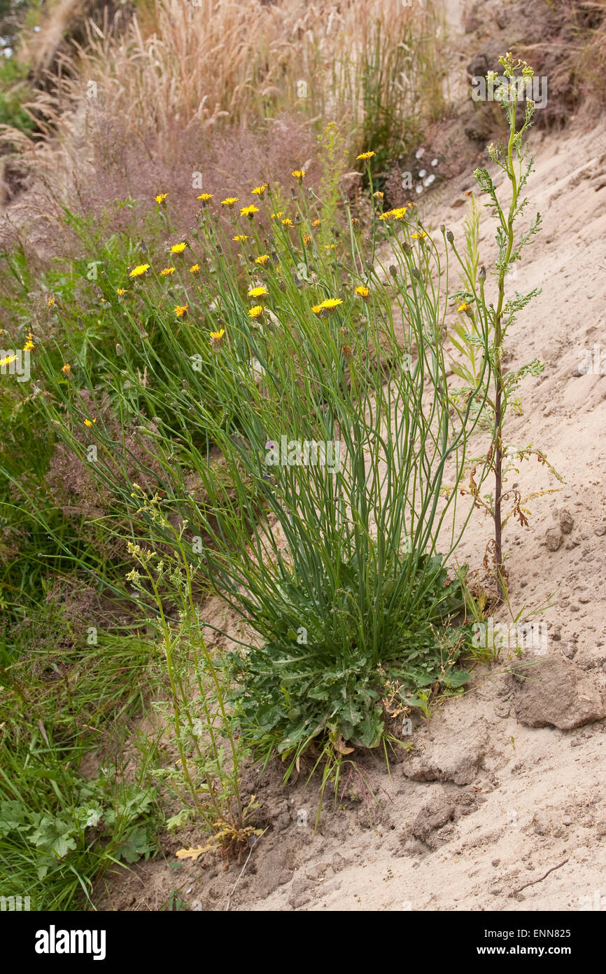 Spotted Cat's Ear, Gewöhnliches Ferkelkraut, Porcelle Hypochaeris radicata, Banque D'Images