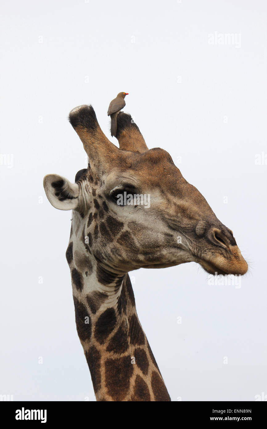 Girafe avec red-billed Oxpecker sur sa corne Banque D'Images