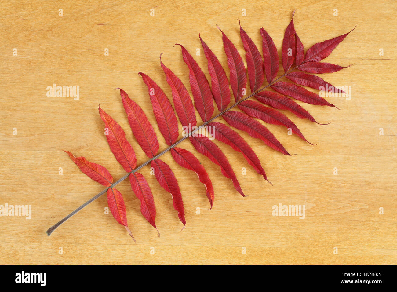 Contexte - les feuilles d'automne feuilles de sumac rouge sur fond de bois Banque D'Images