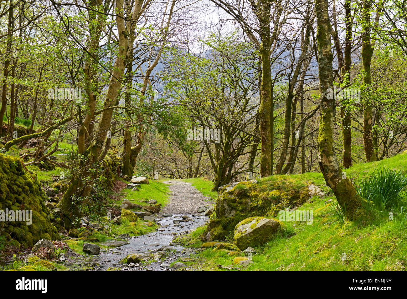 Woodland, Borrowdale, Parc National de Lake District, Cumbria, Angleterre, Royaume-Uni Banque D'Images