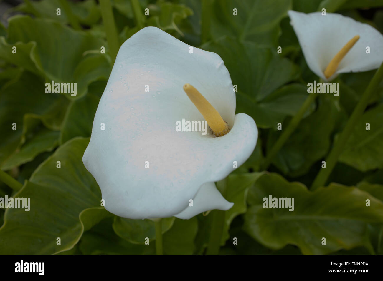 Calla aethiopica ou dans un contenant d'Arum RHS Gardens at Rosemoor Devon Banque D'Images