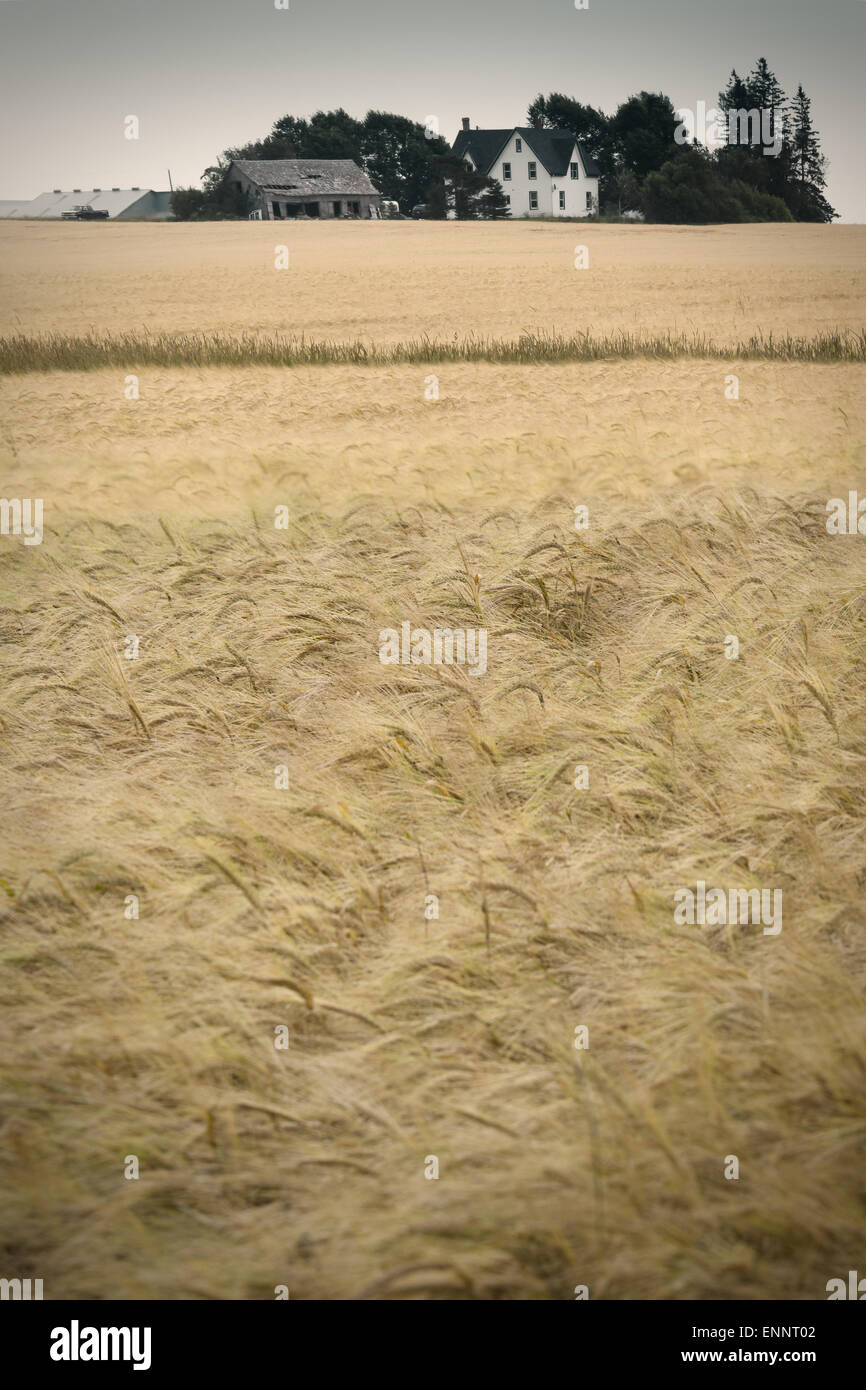 Une ferme et champ de céréales avec un effet vintage. Banque D'Images