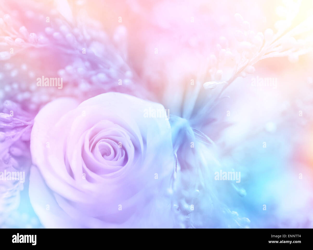 Fond Rose Doux Floral Belle Couleur Pastel Carte De Souhaits Pour Mariage Romantique Fleurs Abstrait Photo Stock Alamy Fond Rose Doux Floral Belle Couleur Pastel Carte De Souhaits Pour Mariage Romantique Fleurs Abstrait Photo Stock Alamy