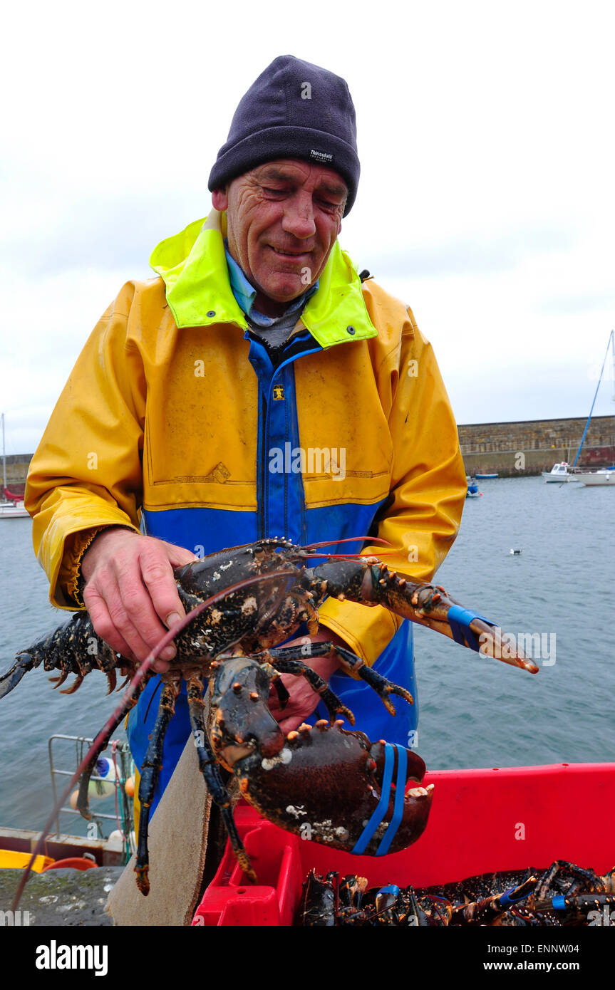 Un pêcheur montre sa prise du jour, le port de Dunbar, Ecosse, Royaume-Uni Banque D'Images