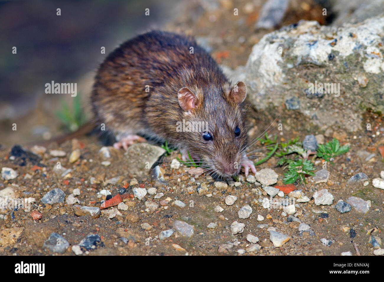 Rat surmulot Rattus norvegicus nourrir Banque D'Images