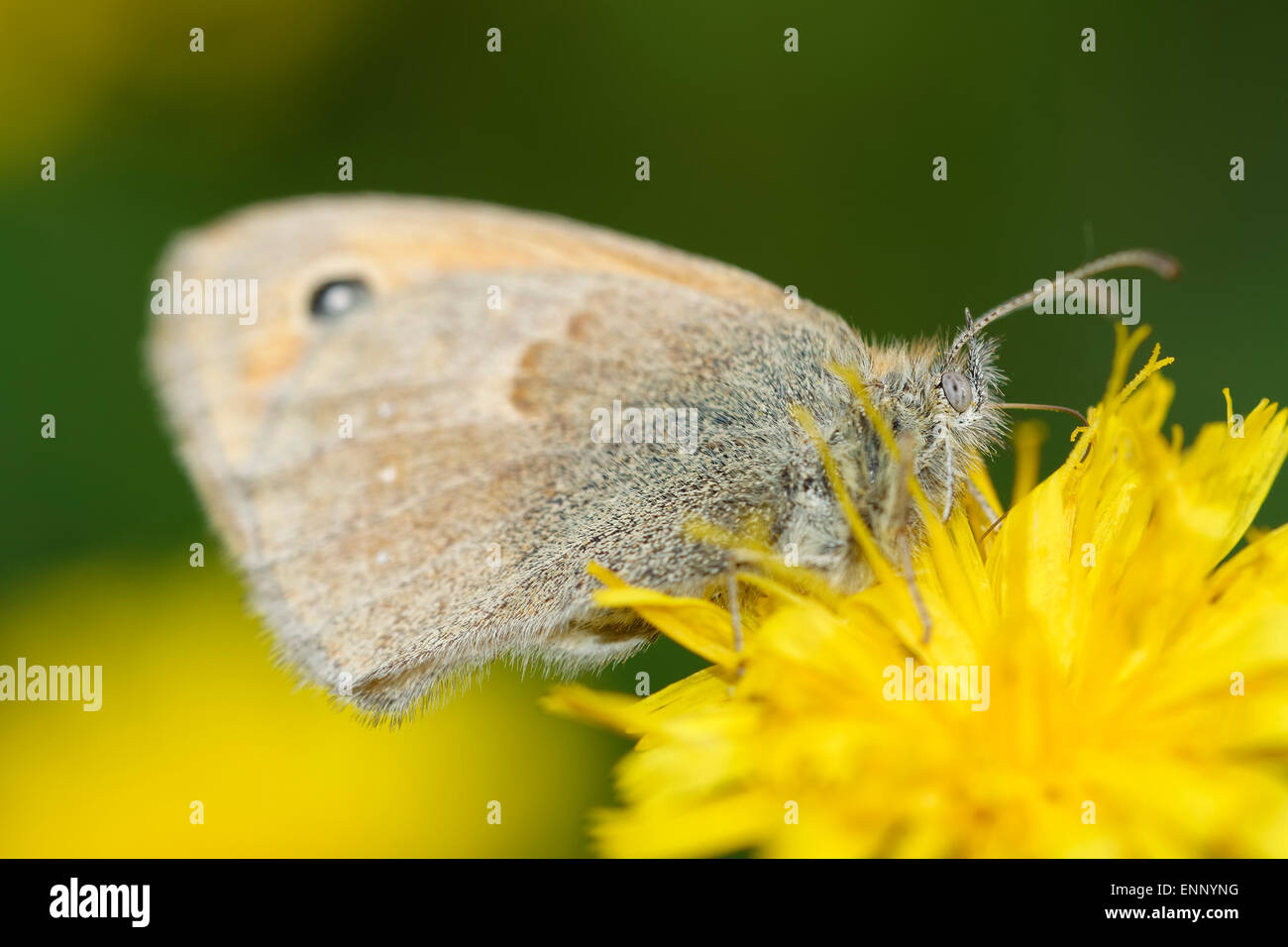 Macro détaillée de papillon sur la fleur jaune. Banque D'Images