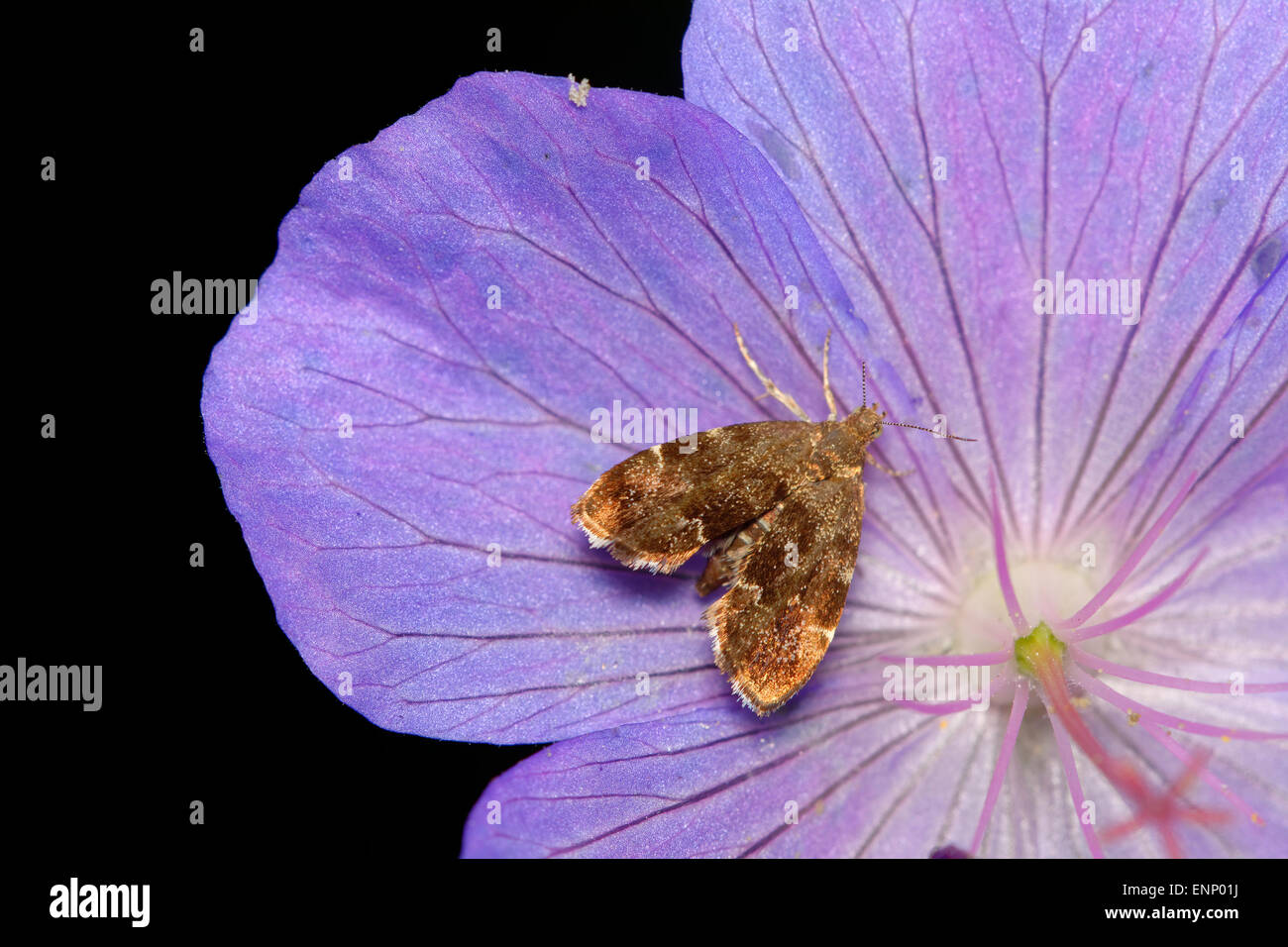 Brown Butterfly sitting sur nice fleur violette. Banque D'Images