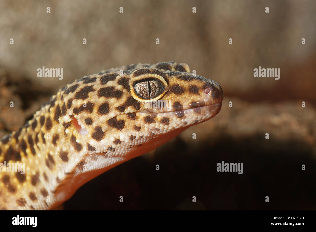 Détail de gecko léopard sur un fond brun. Banque D'Images