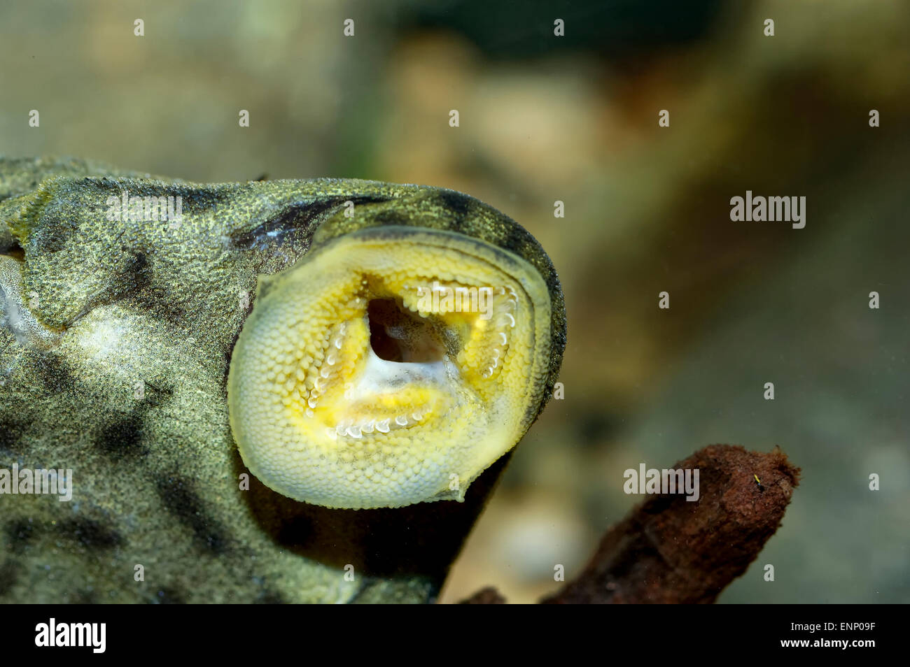 Portrait détaillé de la bouche du poisson suckermouth. Banque D'Images