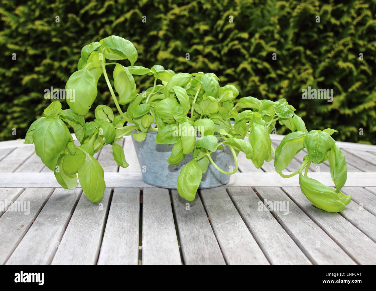 Plante de basilic dans un bol de zinc sur table en bois Banque D'Images