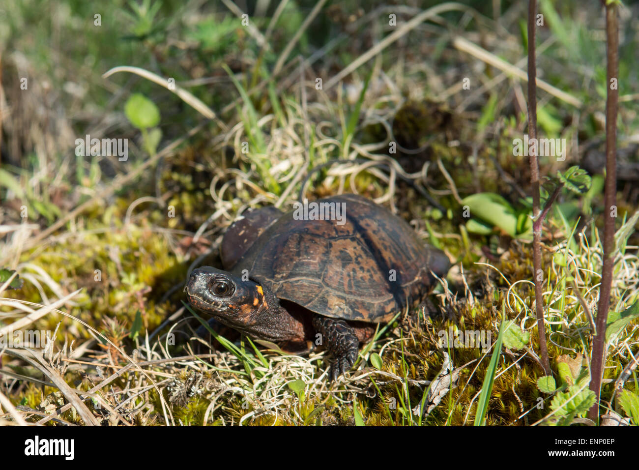 Tortue de marais Banque D'Images