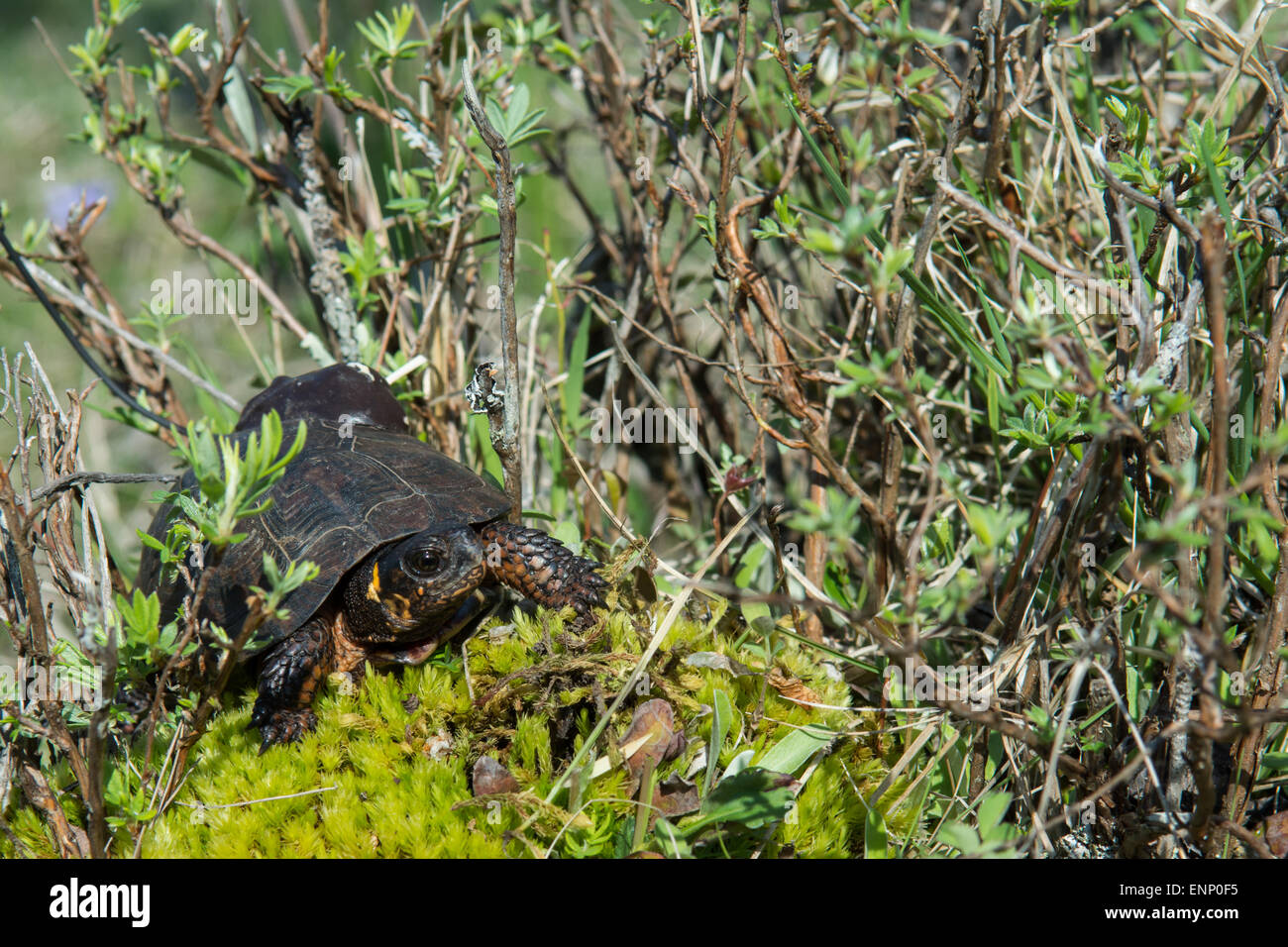 Tortue de marais Banque D'Images