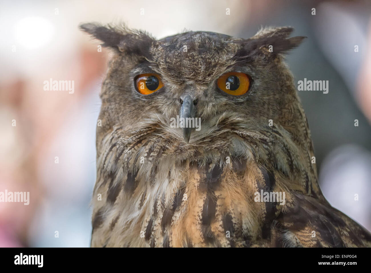 Beau portrait avec des yeux orange et l'arrière-plan flou. Banque D'Images